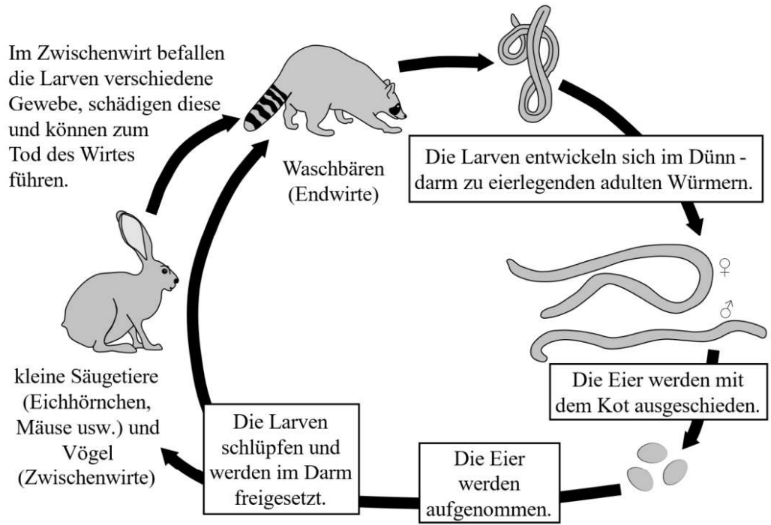 Schematische Darstellung des Lebenszyklus eines Wurms: Eier, Larven, Zwischenwirte (Kleinsäuger, Vögel) und Waschbär als Endwirt